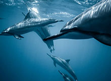 奥纳纳抵达土耳其，受到当地球迷的热情欢迎